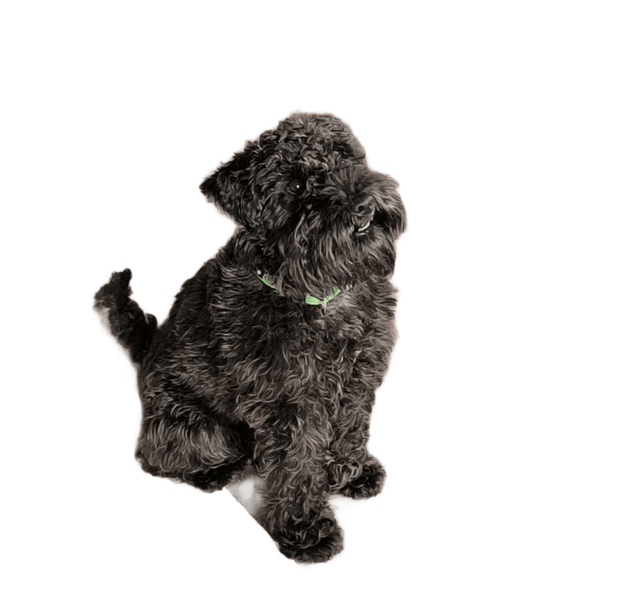 Mico1Transparent Kontur3